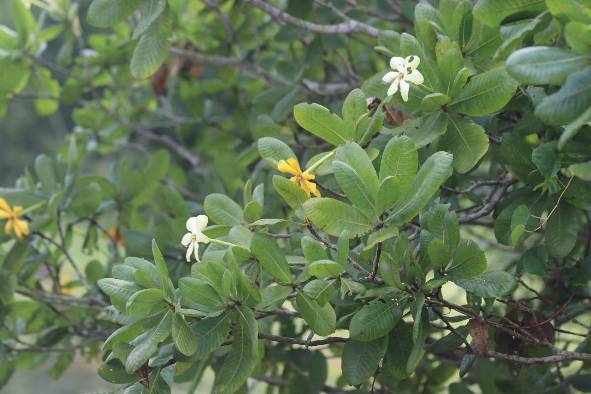Gardenia fosbergii Tirveng.